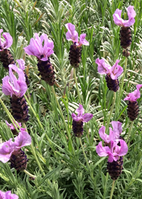 Lavandula stoechas 'Otto Quast'